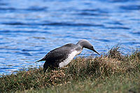 Red-throated Diver (Gavia stellata) - Plongeon catmarin - 11401