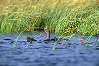 Red-throated Diver (Gavia stellata) - Plongeon catmarin - 11403