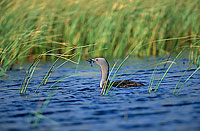 Red-throated Diver (Gavia stellata) - Plongeon catmarin - 11404