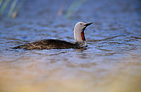 Red-throated Diver (Gavia stellata) - Plongeon catmarin - 17338