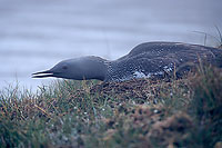 Red-throated Diver (Gavia stellata) - Plongeon catmarin - 17339