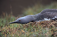 Red-throated Diver (Gavia stellata) - Plongeon catmarin - 17340