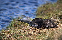 Red-throated Diver (Gavia stellata) - Plongeon catmarin - 17342