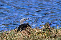 Red-throated Diver (Gavia stellata) - Plongeon catmarin - 17343