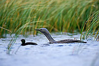 Red-throated Diver (Gavia stellata) - Plongeon catmarin - 17346