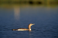 Red-throated Diver (Gavia stellata) - Plongeon catmarin - 17350