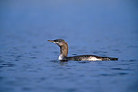 Red-throated Diver (Gavia stellata) - Plongeon catmarin - 17351