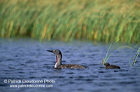 Red-throated Diver (Gavia stellata) - Plongeon catmarin - 17943