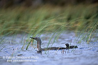 Red-throated Diver (Gavia stellata) - Plongeon catmarin - 17944