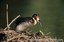 Grebe (Great crested - Podiceps cristatus) - Grebe huppe - 20063