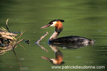 Grebe (Great crested - Podiceps cristatus) - Grebe huppe - 20064