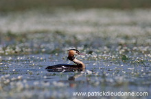 Grebe (Great crested - Podiceps cristatus) - Grebe huppe - 20071