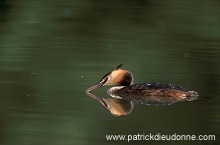 Grebe (Great crested - Podiceps cristatus) - Grebe huppe - 20072