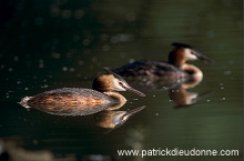 Grebe (Great crested - Podiceps cristatus) - Grebe huppe - 20074