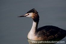 Grebe (Great crested - Podiceps cristatus) - Grebe huppe - 20075