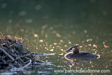 Grebe (Great crested - Podiceps cristatus) - Grebe huppe - 20077