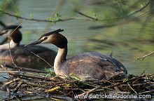 Grebe (Great crested - Podiceps cristatus) - Grebe huppe - 20078