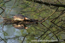 Grebe (Great crested - Podiceps cristatus) - Grebe huppe - 20080