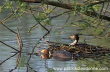 Grebe (Great crested - Podiceps cristatus) - Grebe huppe - 20081 Grebe (Great crested - Podiceps cristatus) - Grebe huppe - 20081