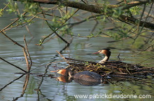 Grebe (Great crested - Podiceps cristatus) - Grebe huppe - 20081