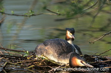 Grebe (Great crested - Podiceps cristatus) - Grebe huppe - 20082