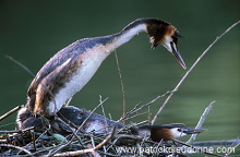 Grebe (Great crested - Podiceps cristatus) - Grebe huppe - 20084