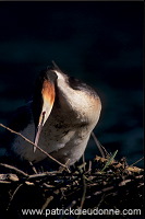 Grebe (Great crested - Podiceps cristatus) - Grebe huppe - 20086