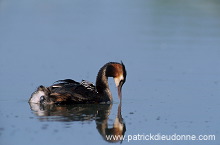 Grebe (Great crested - Podiceps cristatus) - Grebe huppe - 20089