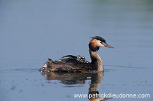 Grebe (Great crested - Podiceps cristatus) - Grebe huppe - 20090