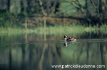 Grebe (Great crested - Podiceps cristatus) - Grebe huppe - 20092