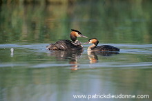 Grebe (Great crested - Podiceps cristatus) - Grebe huppe - 20093