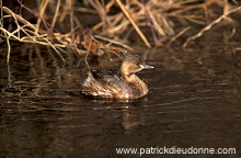 Grebe (Little - Tachybaptus rufficolis) - Grebe castagneux - 20098