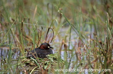 Grebe (Little - Tachybaptus rufficollis) - Grebe castagneux - 20099