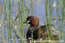 Grebe (Little - Tachybaptus rufficollis) - Grebe castagneux - 20103