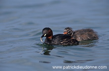 Grebe (Little - Tachybaptus rufficollis) - Grebe castagneux - 20104