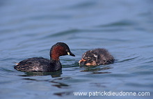 Grebe (Little - Tachybaptus rufficollis) - Grebe castagneux - 20106