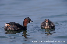 Grebe (Little - Tachybaptus rufficollis) - Grebe castagneux - 20107