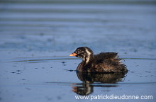 Grebe (Little - Tachybaptus rufficollis) - Grebe castagneux - 20108