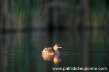 Grebe (Little - Tachybaptus rufficollis) - Grebe castagneux - 20110 Grebe (Little - Tachybaptus rufficollis) - Grebe castagneux - 20110