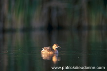 Grebe (Little - Tachybaptus rufficollis) - Grebe castagneux - 20110