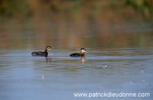 Grebe (Red-necked - Podiceps grisegena) - Grebe jougris - 20112