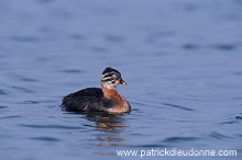 Grebe (Red-necked - Podiceps grisegena) - Grebe jougris - 20113 Grebe (Red-necked - Podiceps grisegena) - Grebe jougris - 20113