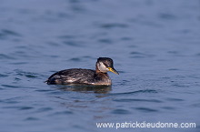 Grebe (Red-necked - Podiceps grisegena) - Grebe jougris - 20114