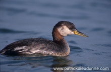 Grebe (Red-necked - Podiceps grisegena) - Grebe jougris - 20115