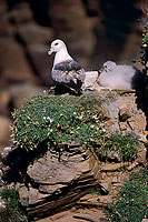 Fulmar (Fulmarus glacialis) - Petrel Fulmar - 11480