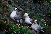 Fulmar (Fulmarus glacialis) - Petrel Fulmar - 11477