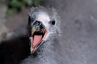 Fulmar (Fulmarus glacialis) - Petrel Fulmar - 11473