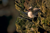 Fulmar (Fulmarus glacialis) - Petrel Fulmar - 11471