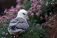 Fulmar (Fulmarus glacialis) - Petrel Fulmar - 11488