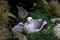 Fulmar (Fulmarus glacialis) - Petrel Fulmar - 11489